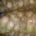 罐萝卜1~1.5斤起