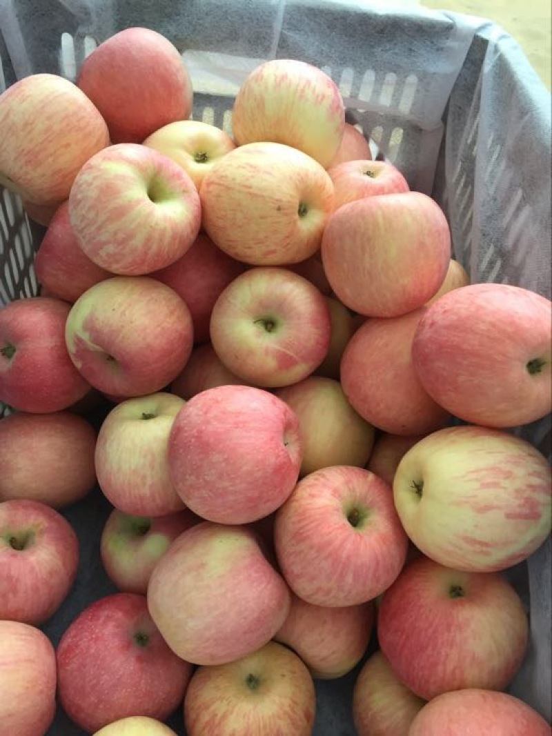 水晶富士苹果