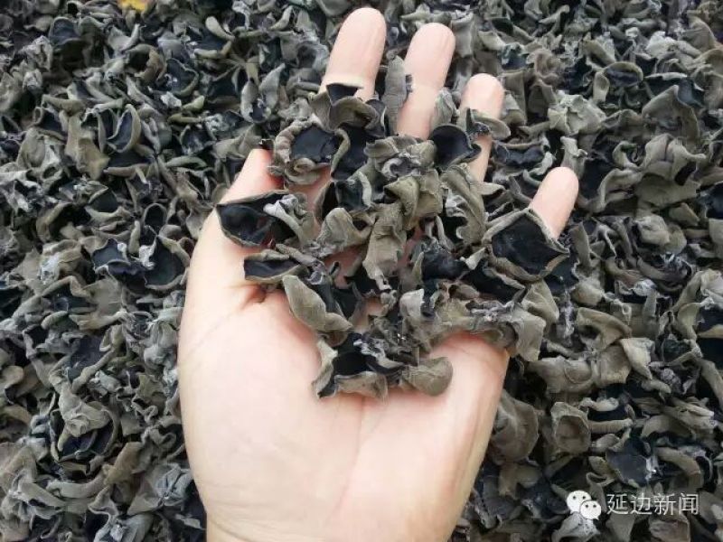 黑木耳一级
