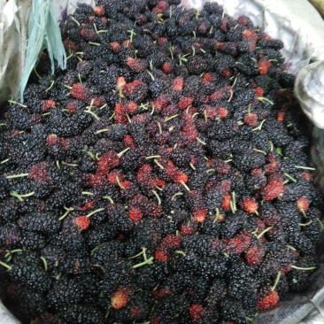 桑葚4~5cm