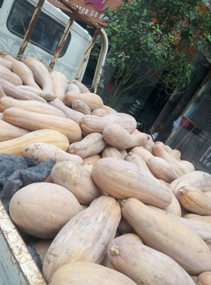 南瓜1~2斤以上长条形