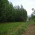 杨树261~300cm