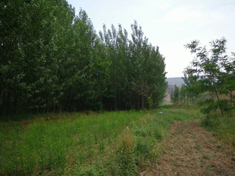 杨树261~300cm