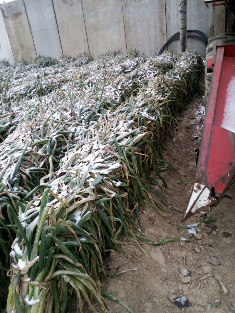 长白大葱40cm以上毛葱3cm左右