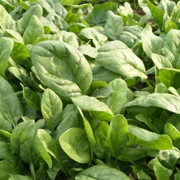越冬菠菜20~25厘米