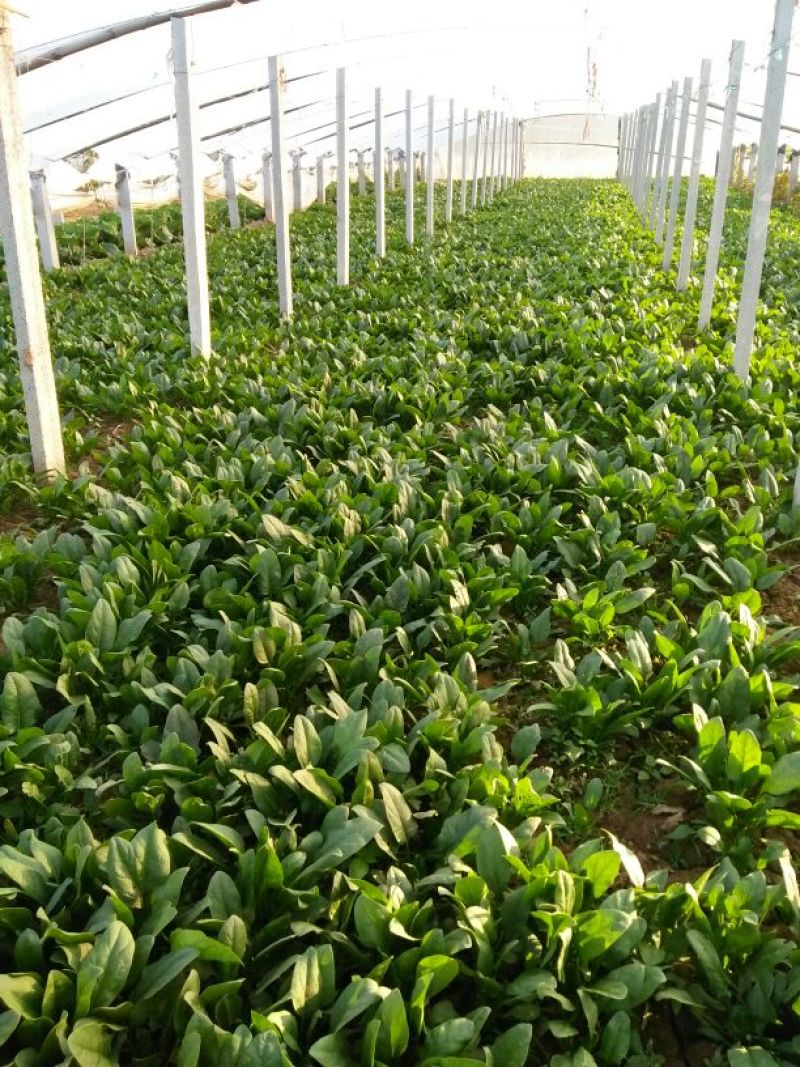 大叶菠菜15~20厘米