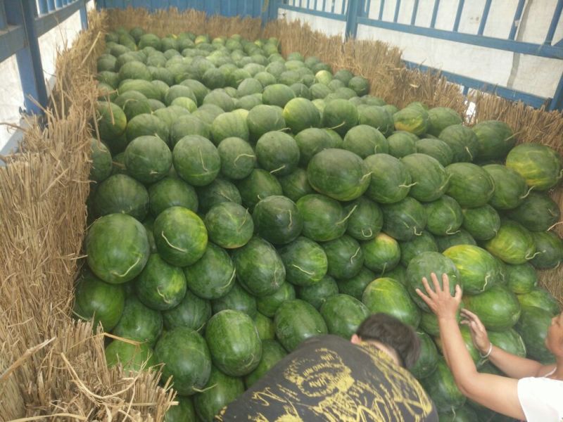 龙卷风西瓜8斤打底8成熟1茬