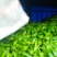 大青椒，口感微辣，个大15~20厘米，现摘的，对接电商
