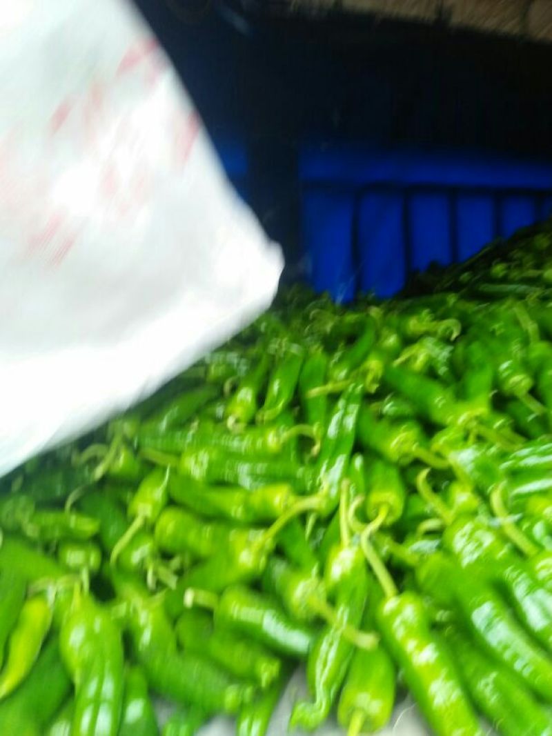 大青椒，口感微辣，个大15~20厘米，现摘的，对接电商