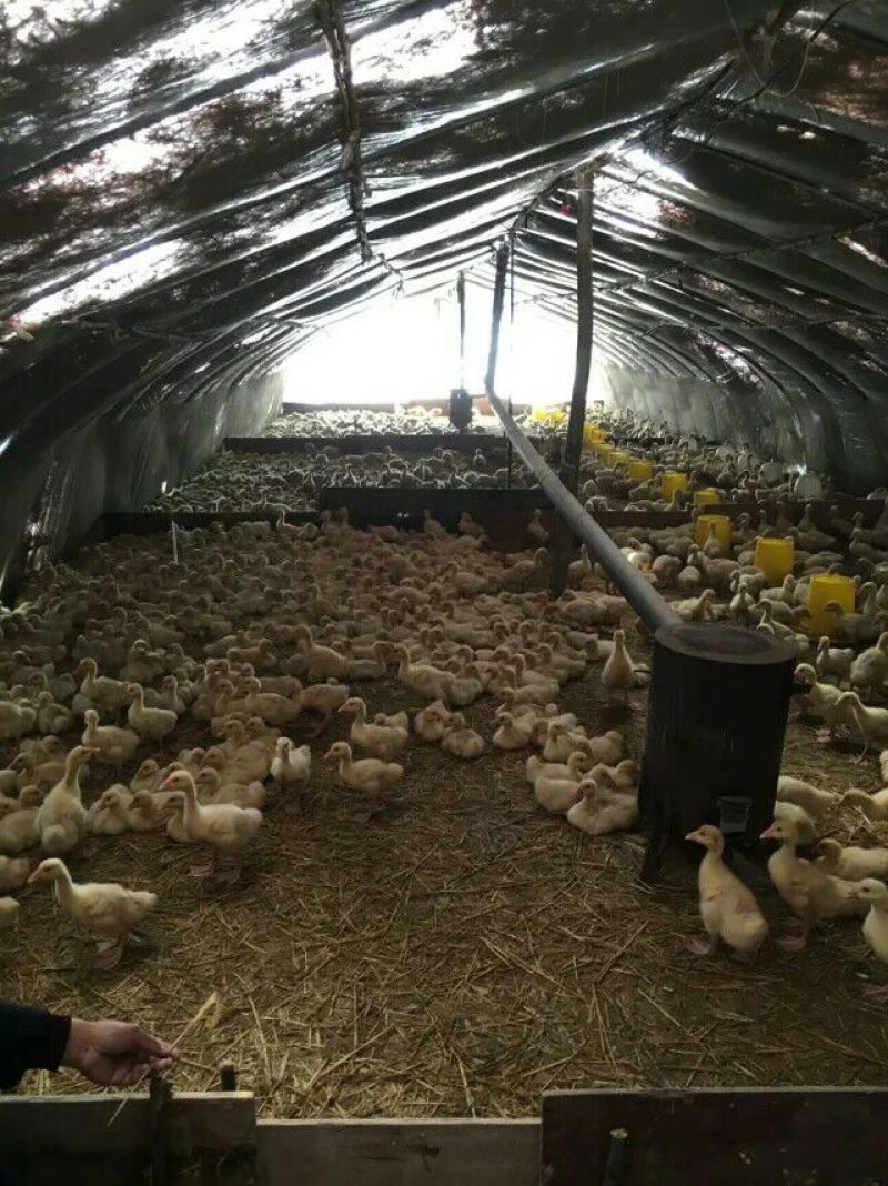 皖西白鹅鹅苗250g以下