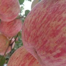 烟台栖霞红富士苹果树苗150cm以上