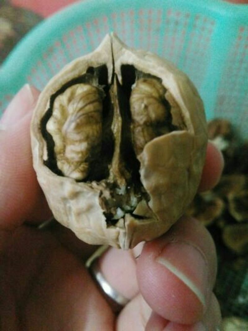 核桃