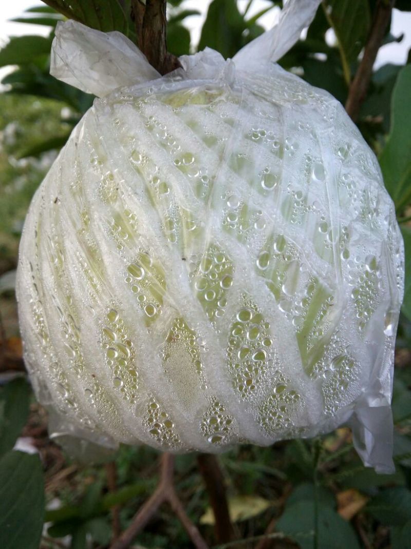 番石榴苗50~80cm