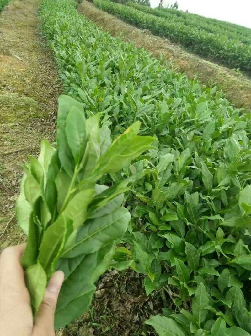 观音茶一级