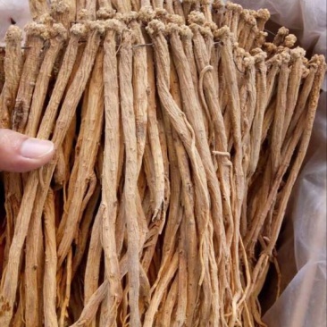 白条党参干货中条