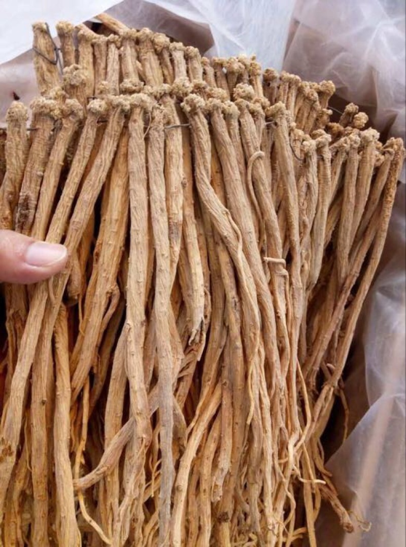 白条党参干货中条