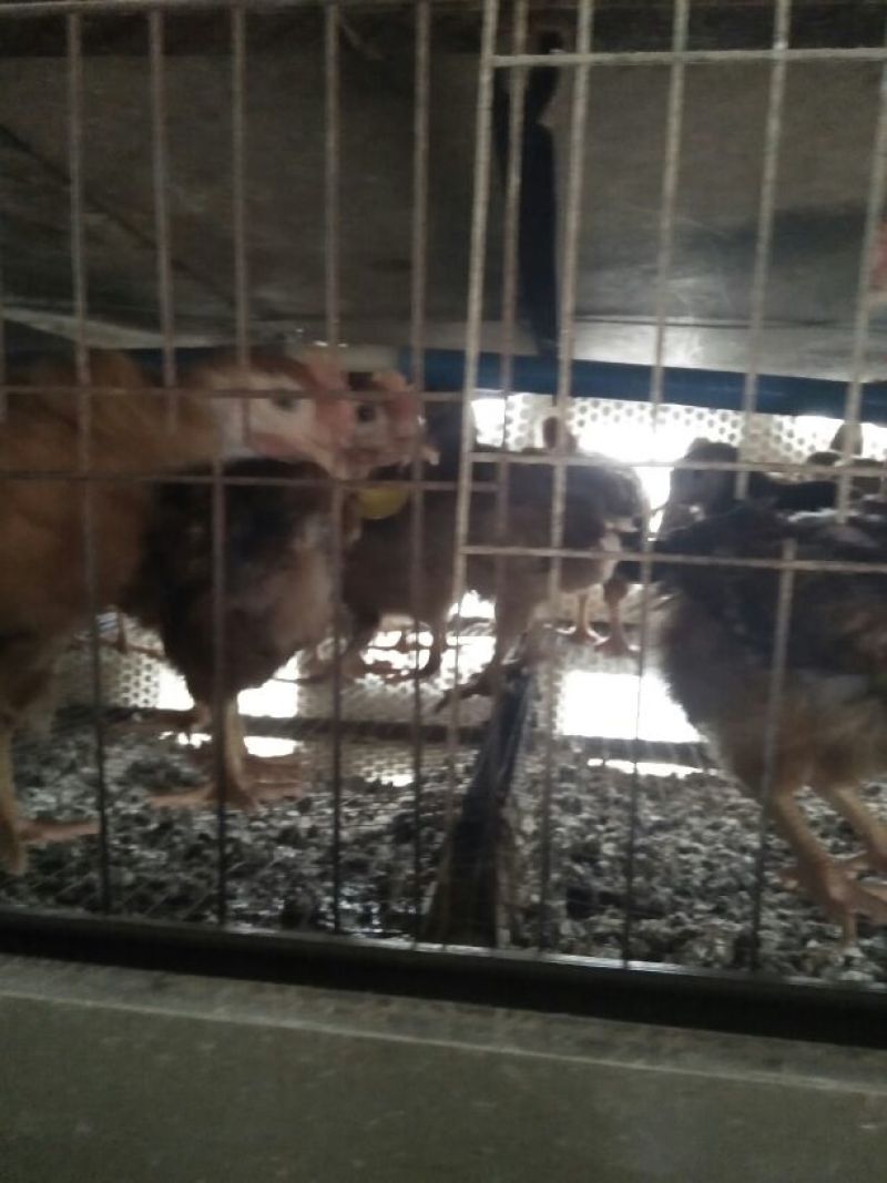 红公鸡苗1斤以上脱温苗