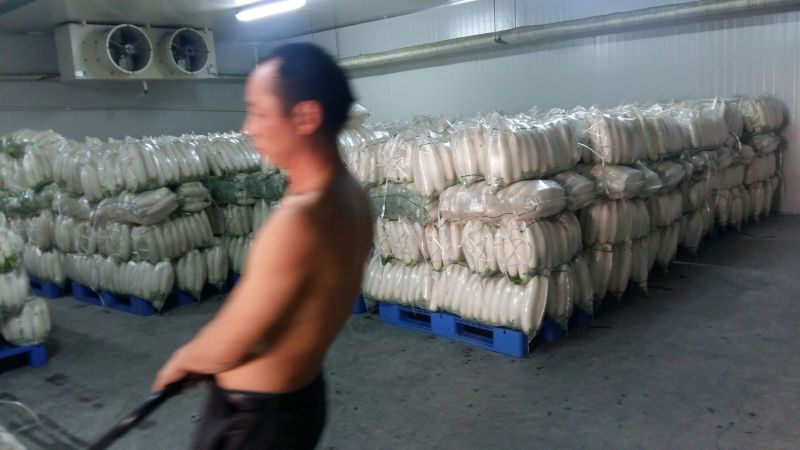 白萝卜1.5~2斤起