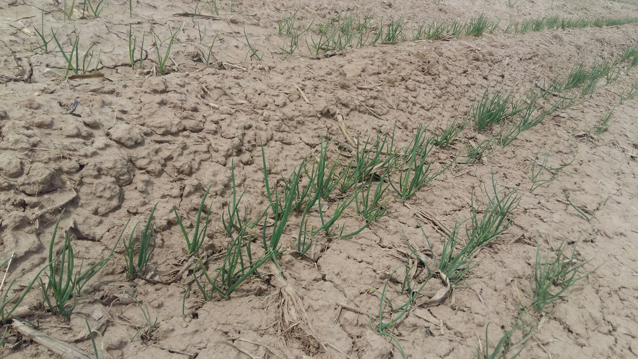 葱苗河北衡水故城县_批发_供应-一亩田农业网