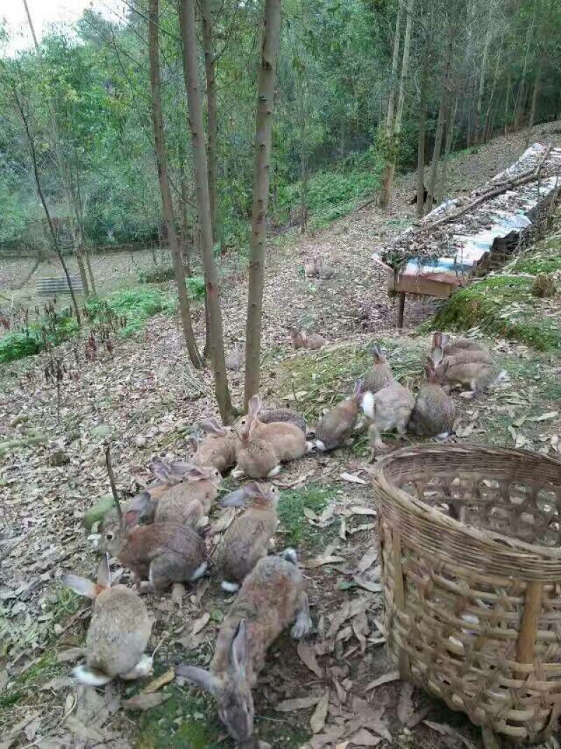 长毛垂耳兔肉兔，獭兔