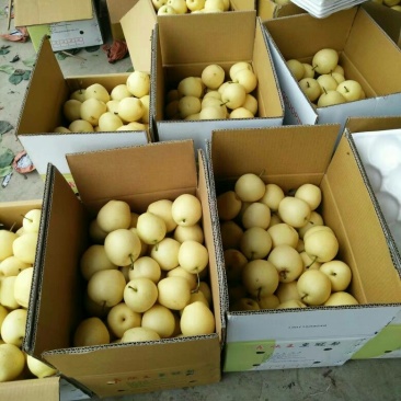皇冠梨250~300g纸箱