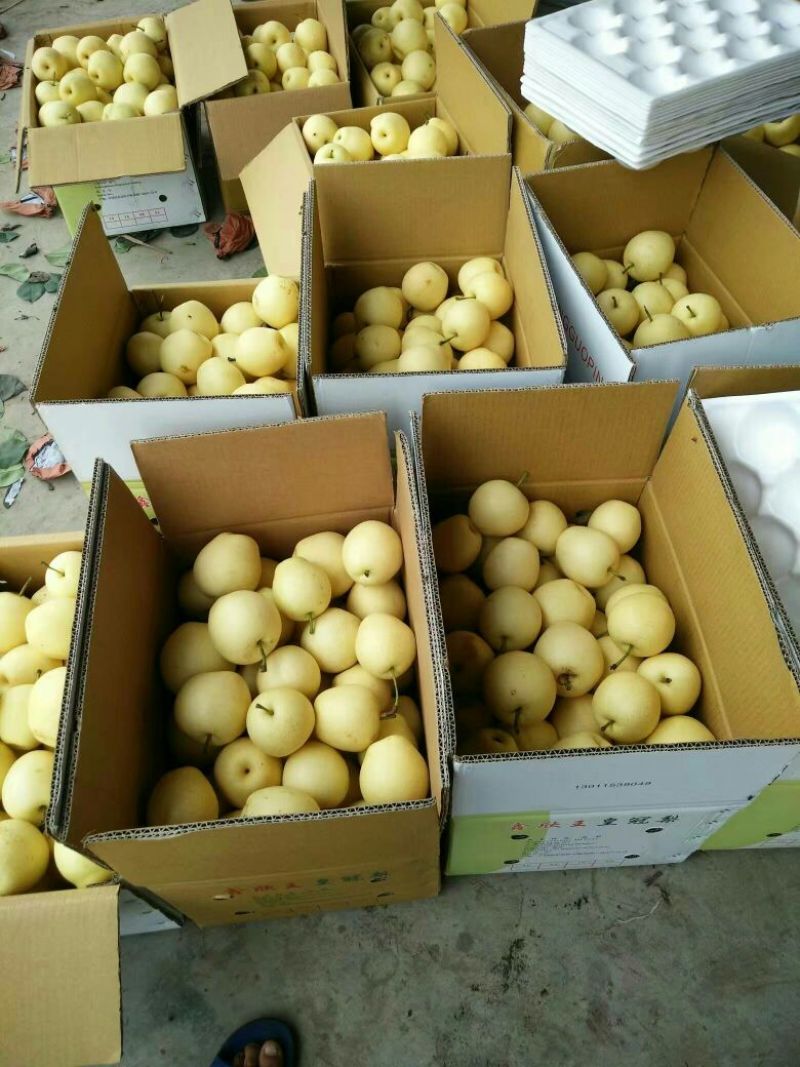 皇冠梨250~300g纸箱