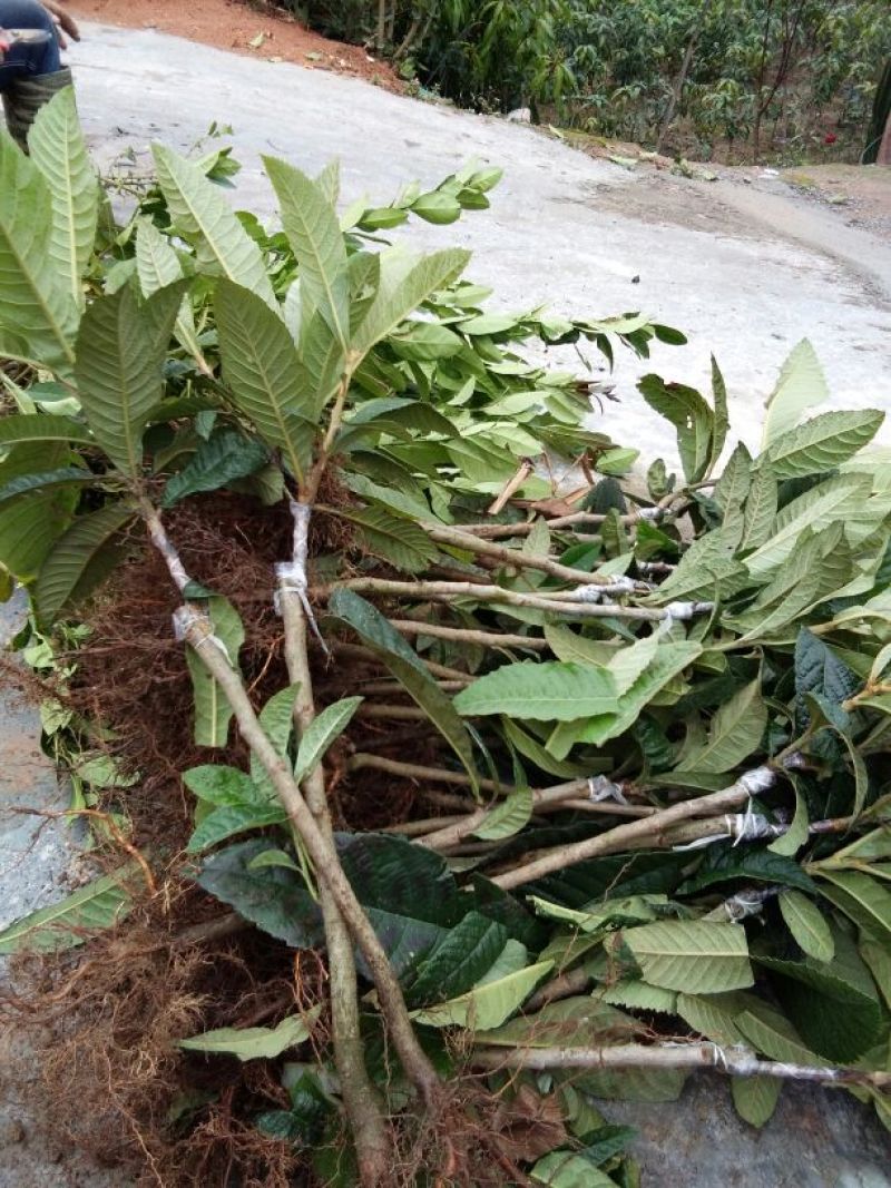 枇杷树苗30~50cm