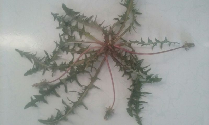 蔬菜