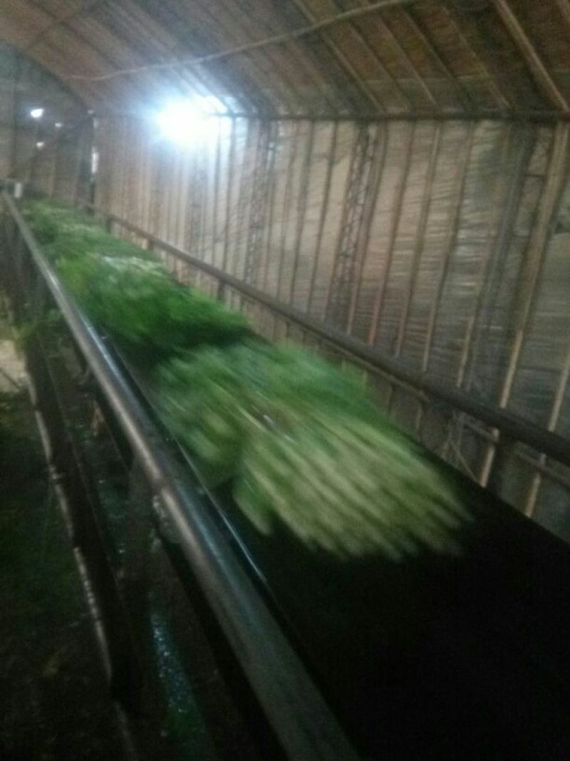 西芹55cm以上