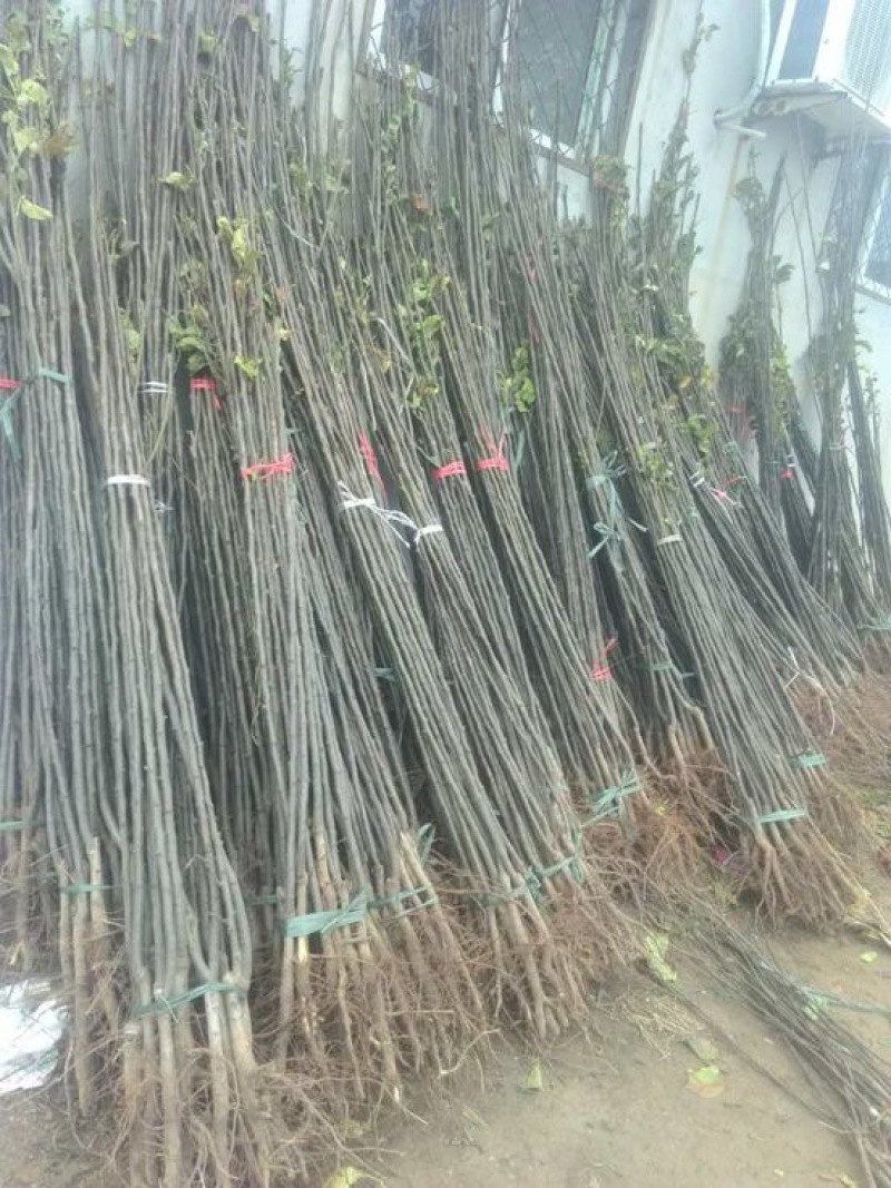 河北馆陶皇冠梨树苗基地直供质量保证成活率高提供技术指导