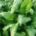 小叶菠菜15~20厘米
