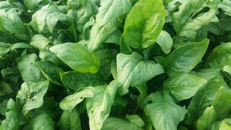 小叶菠菜15~20厘米