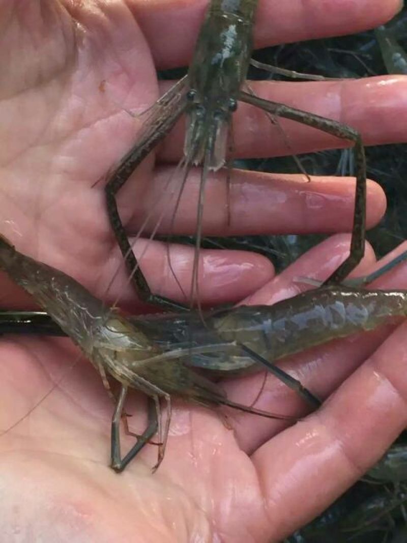 河虾活虾21~25只/kg