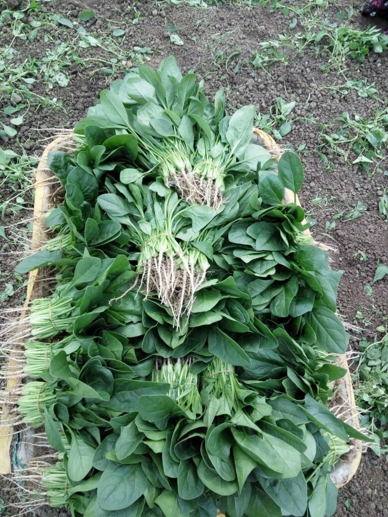 小叶菠菜20~30厘米全年供应欢迎老板看货