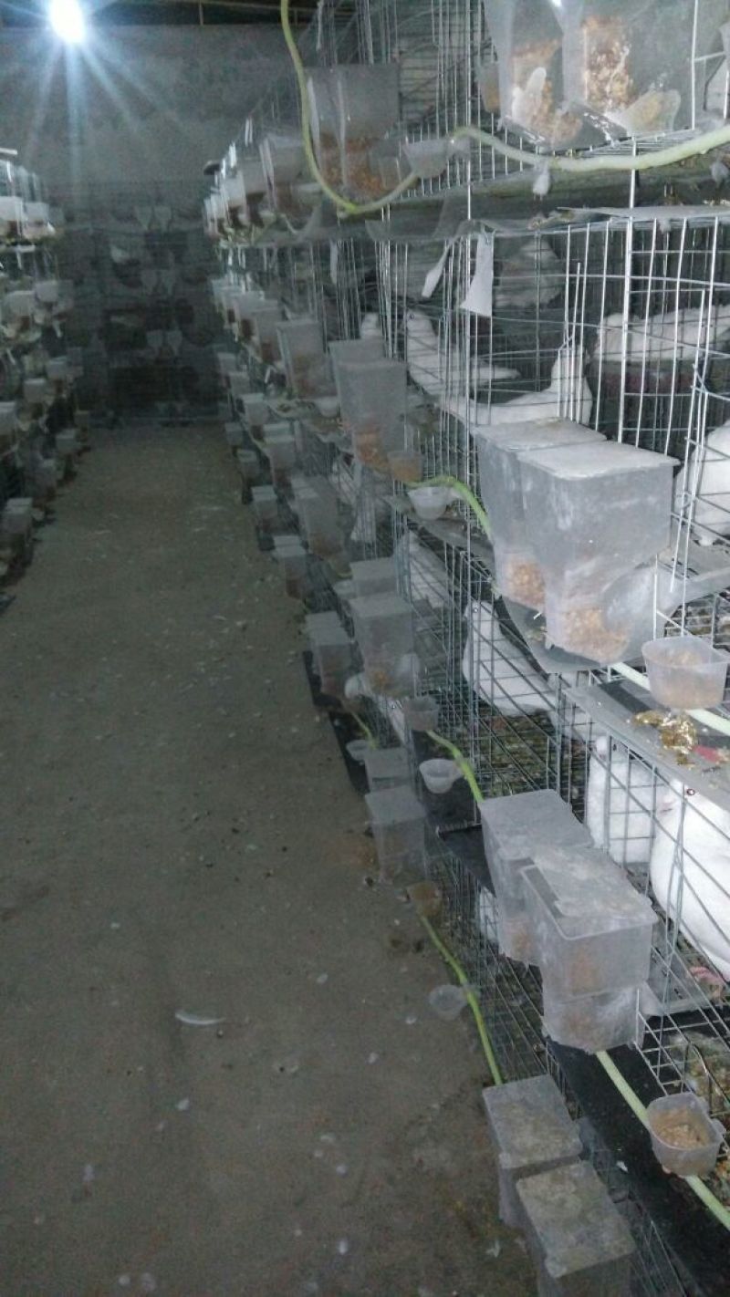 鸽子500~600g
