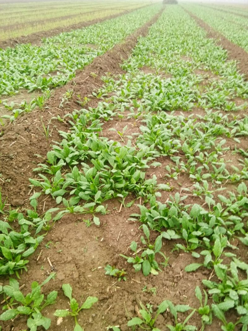 越冬菠菜15~20厘米