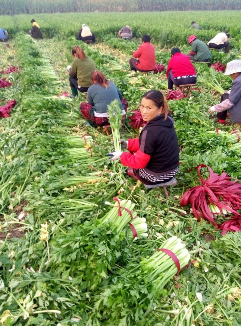 万亩芹菜基地，55cm以上可拔根，可打捆，质量好，供应