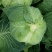 脆包菜连花白2~3公斤产地直供