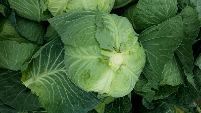 脆包菜连花白2~3公斤产地直供