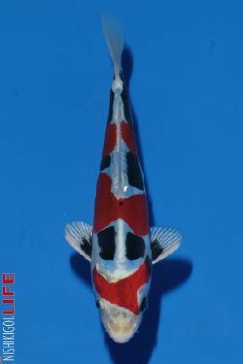 锦鲤鱼苗2两