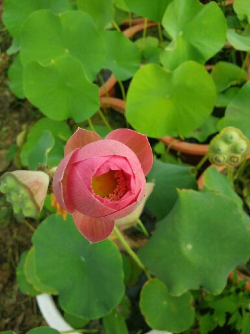 荷花40~50cm