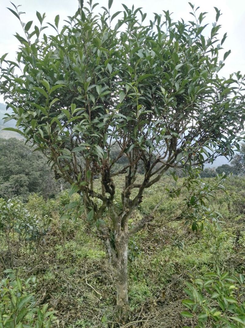 古树普洱茶特级