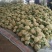菜花江苏沛县工厂脱水市场白面青梗散花菜有机菜花
