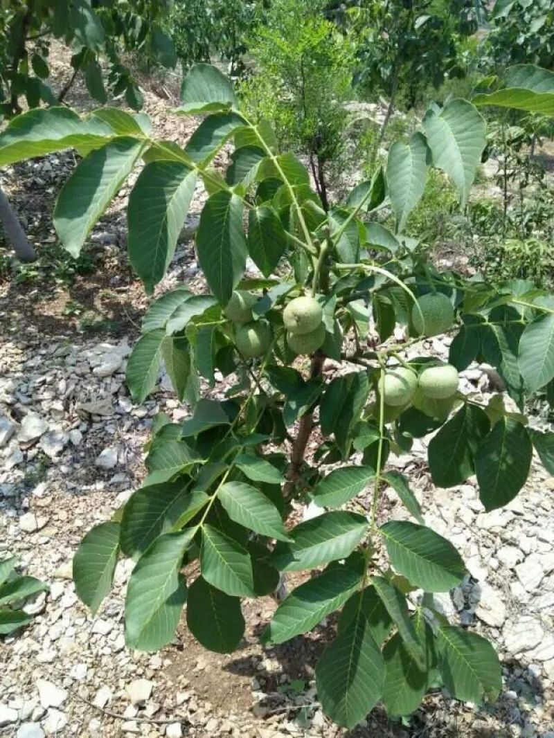 辽核1号核桃苗50~100cm二年苗