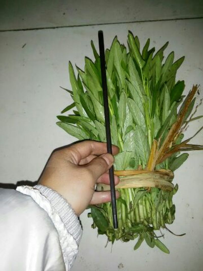 空心菜5厘米以下