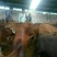 利木赞牛犊100~200kg