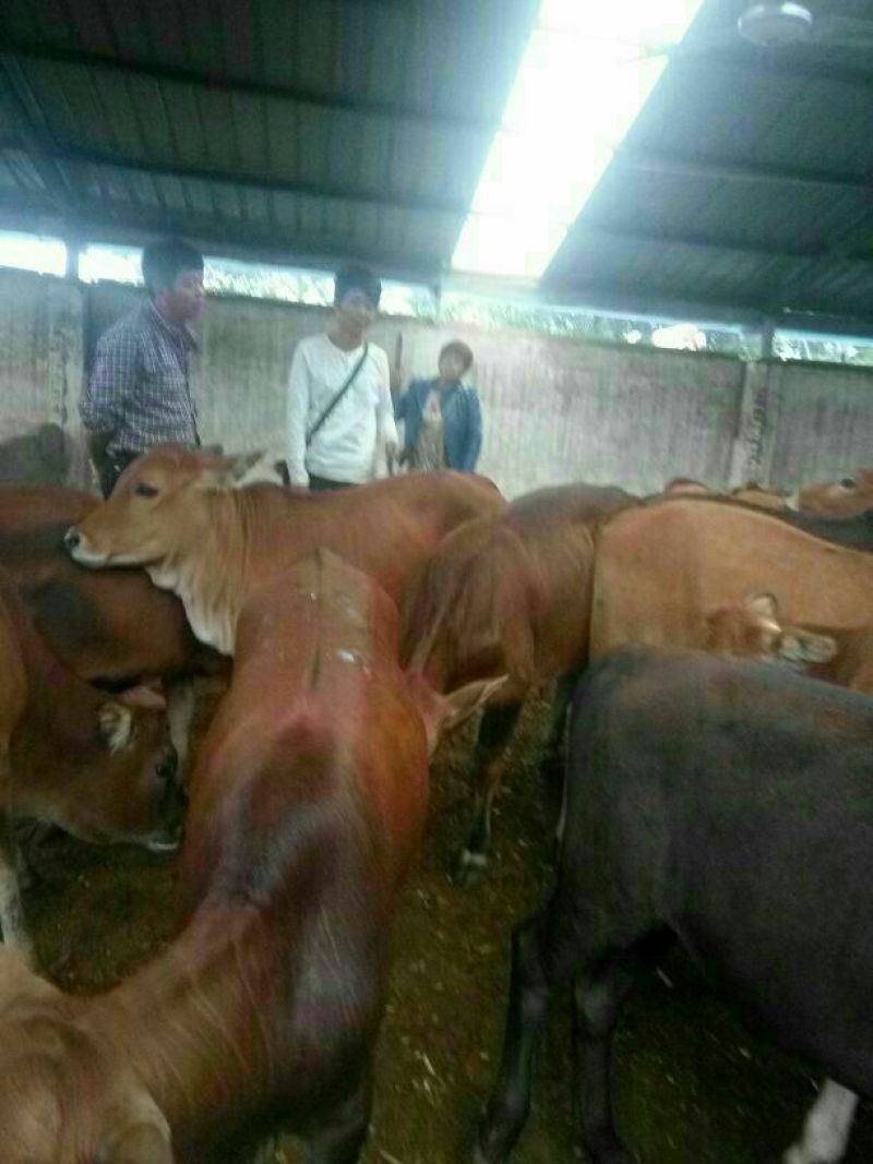 利木赞牛犊100~200kg