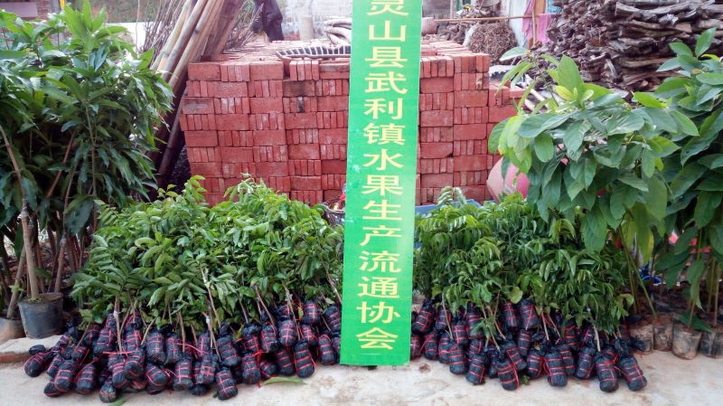 包邮带土发货新品种黑黄皮苗紫肉黄皮树苗果树苗
