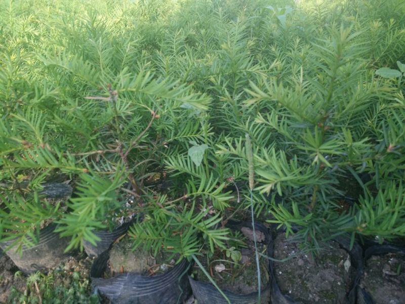 东北红豆杉东北红豆杉