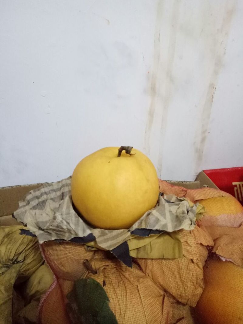 梨60~100g纸加膜